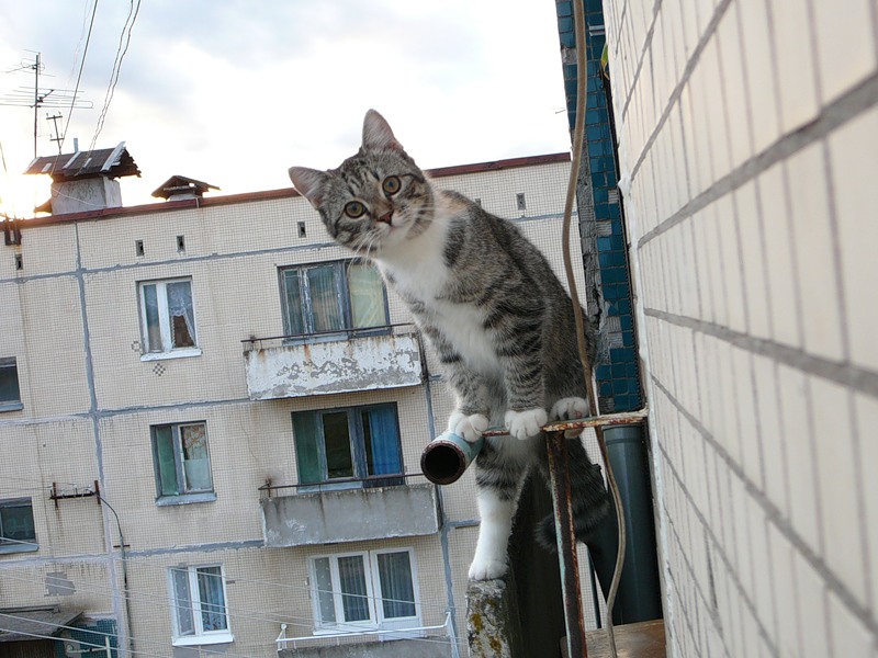Рекомендации по безопасности кошек | Кошка на окошке