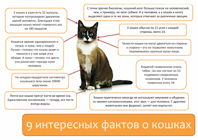 факты о кошках для детей