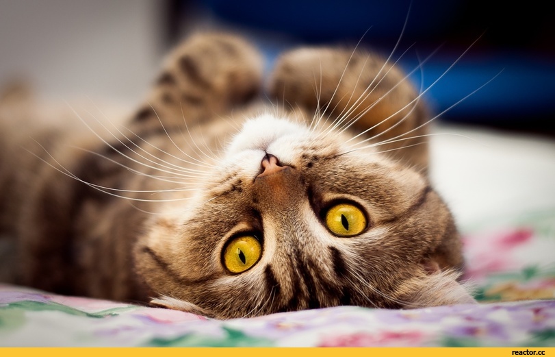 Зачем кошкам усы? | Кошка на окошке