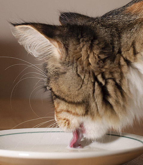 как кошки пьют воду