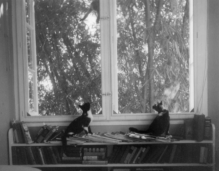 EH8552P Date Unknown Ernest Hemingway's cats, Friendless' Brother and Willy, watch a monkey outside the window at Finca Vigia.
