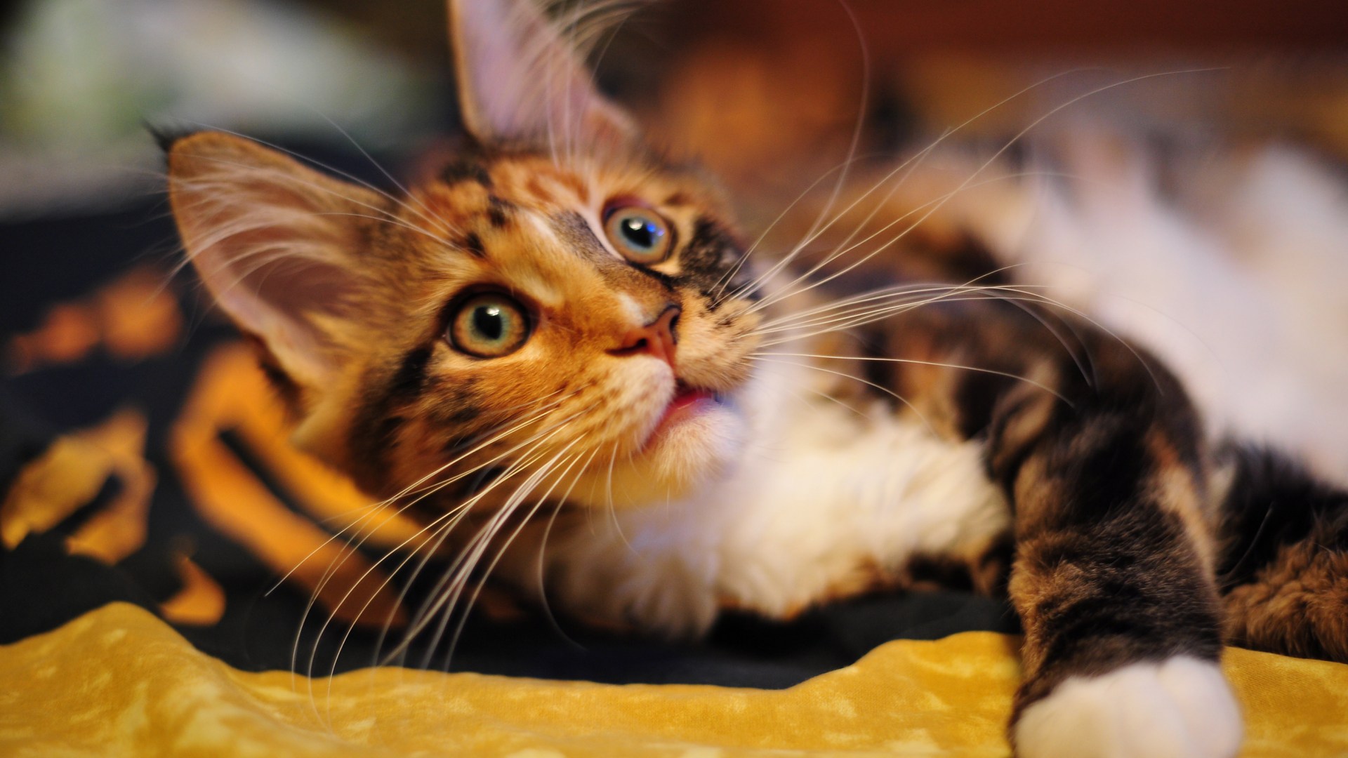 www-getbg-net_animals___cats_a_young_maine_coon_cat_with_a_playful_glance_044940_