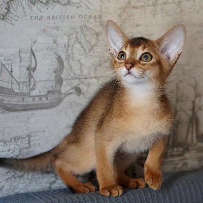 Абиссинская кошка | Кошка на окошке