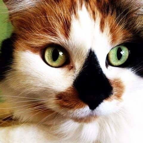 Может ли кот быть трёхцветным? | Кошка на окошке