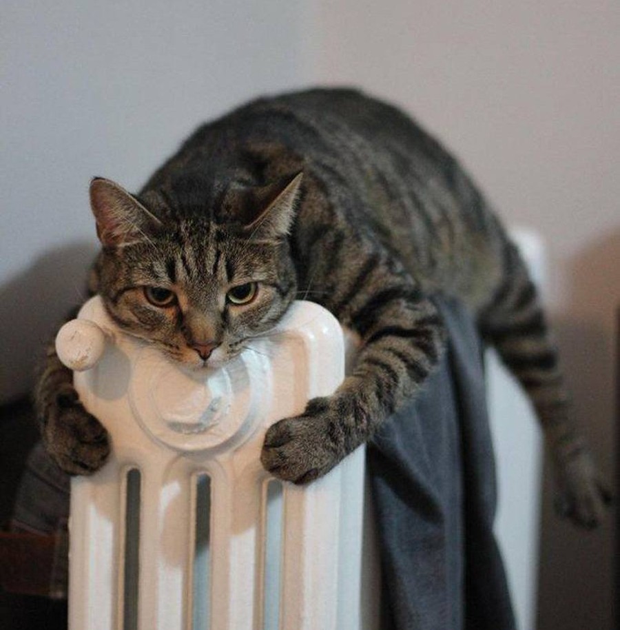 Почему кошки так любят тепло? | Кошка на окошке