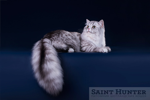 Шотландская порода кошек | Кошка на окошке