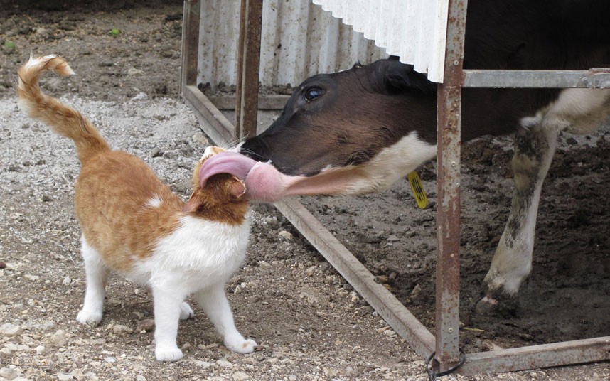 cow-lick-cat_2255820k1