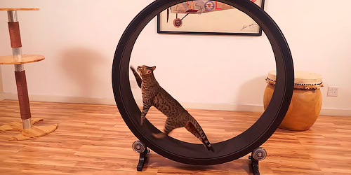 беговое колесо для кошек