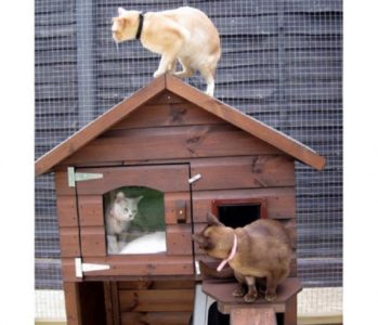домик для кошки на окне