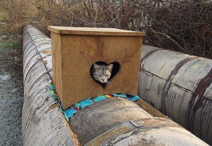 Теплый уличный домик для кошки на зиму или как сделать утепленную кошачью будку своими руками