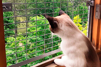 Защита на окна от кошек