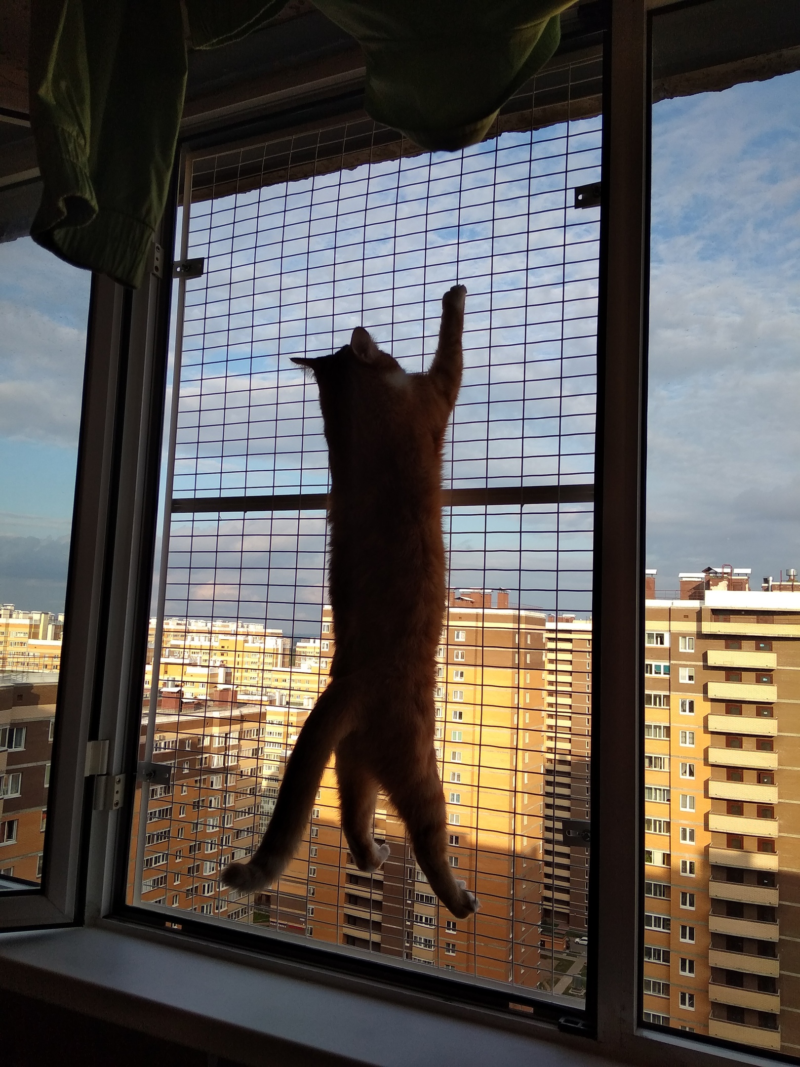 Сетка антикошка на деревянное окно – Кошка на окошке