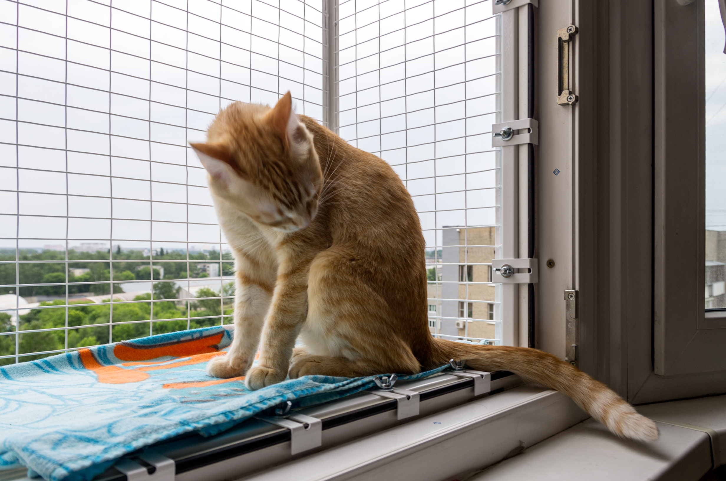 Балкон для кошек купить. Клетка антикошка. Съемный вольер антикошка. Балкончик антикошка. Решетка антикошка.