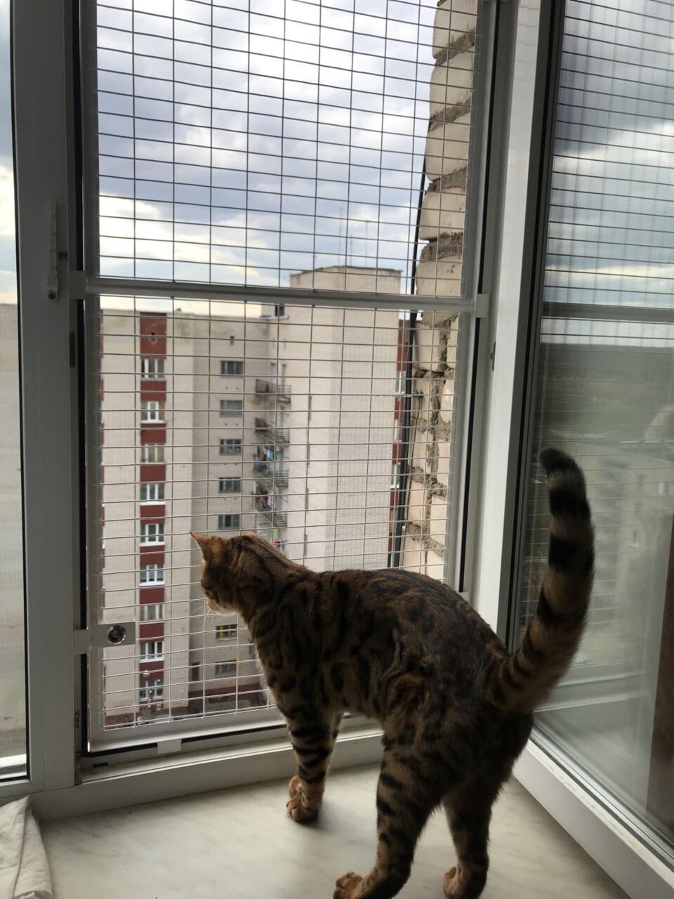 Решетка Антикошка купить в Москве | Сетки и металлические решетки на окна для кошек - цены