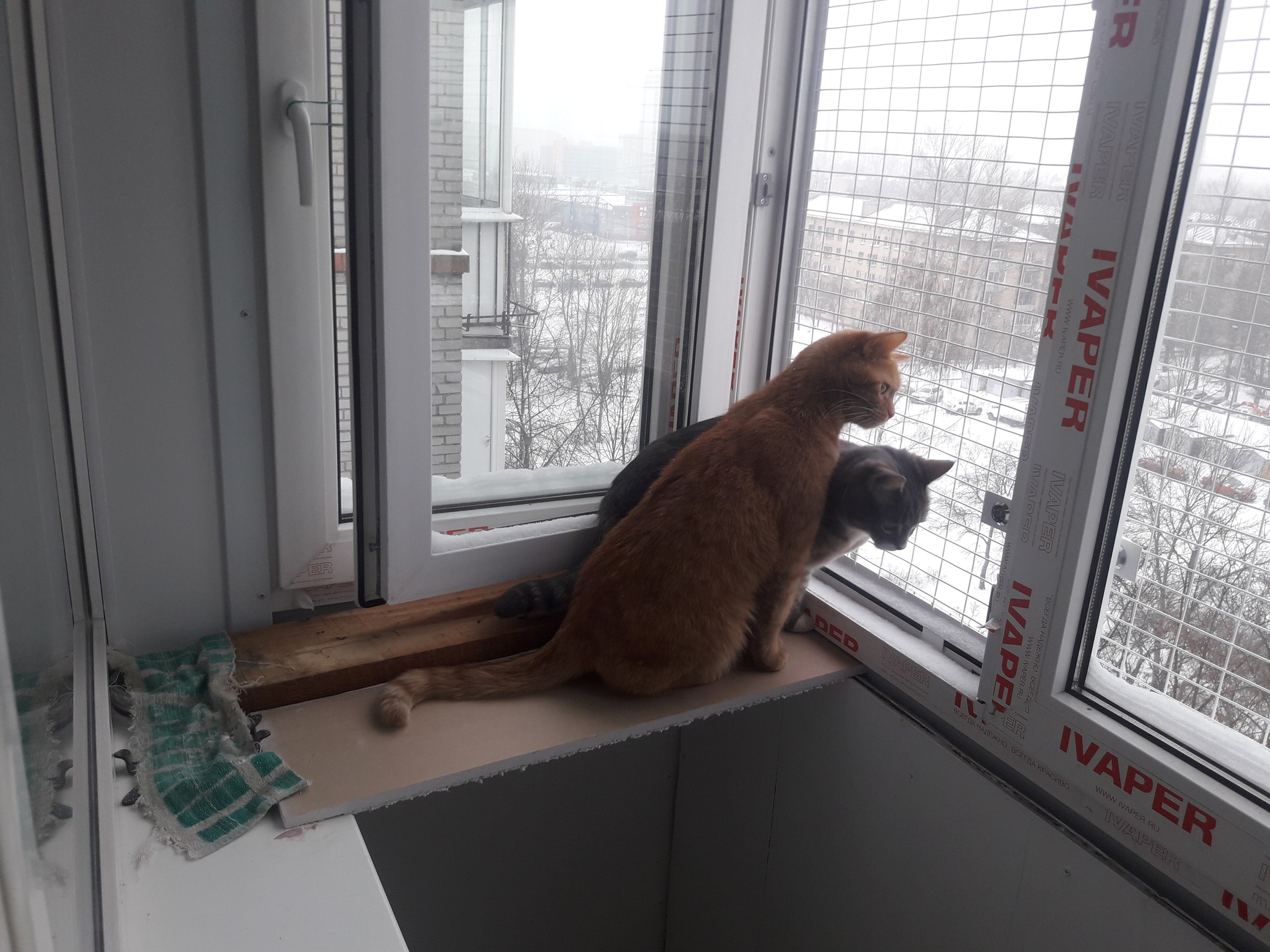 Сетка на окно для кошек антикошка купить. Сетка антикошка. Вольер антикошка для балкона. Сетка антикошка на пластиковые окна. Кот сетка антикошка.
