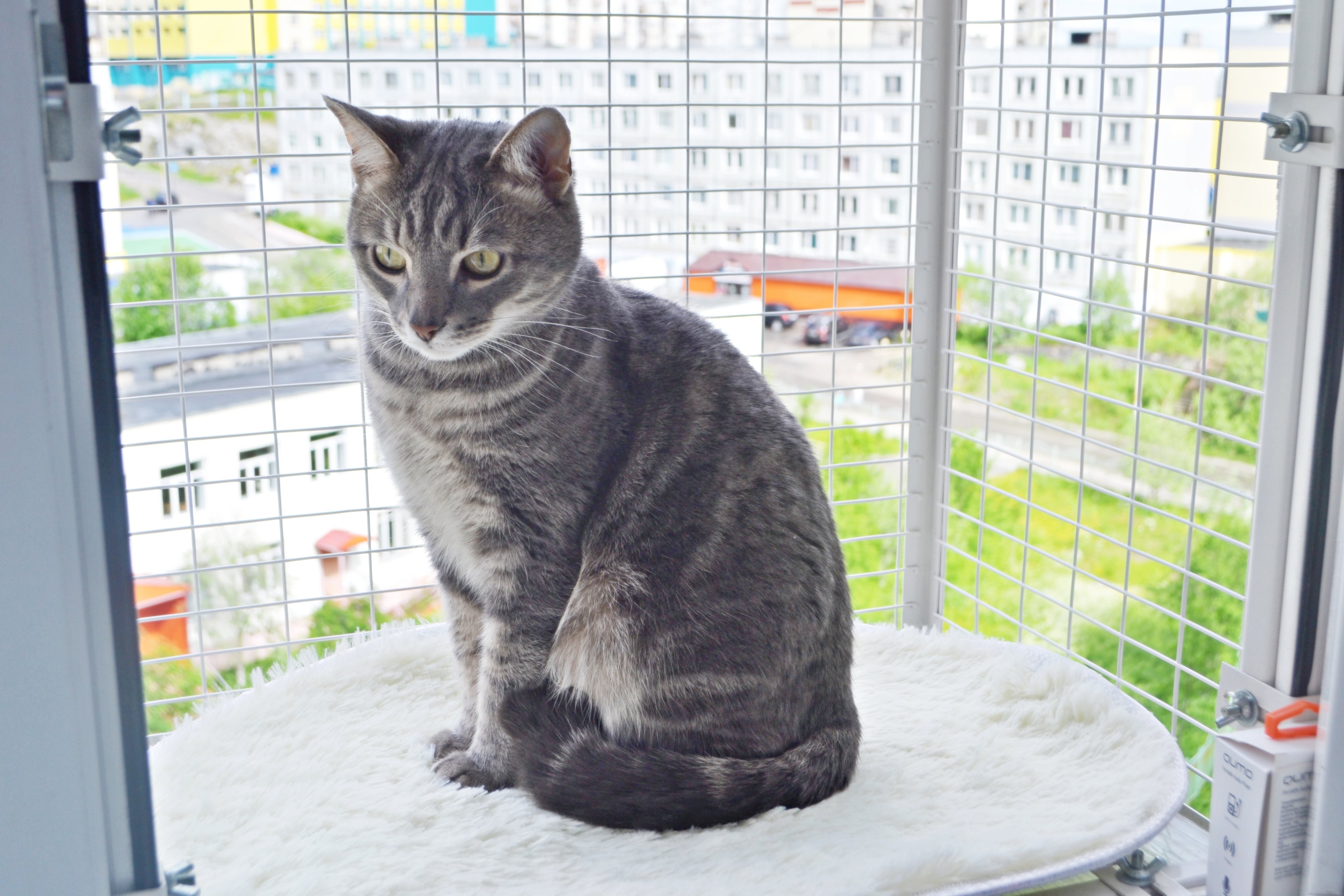 Кошачий балкончик съёмный | Кошка на окошке