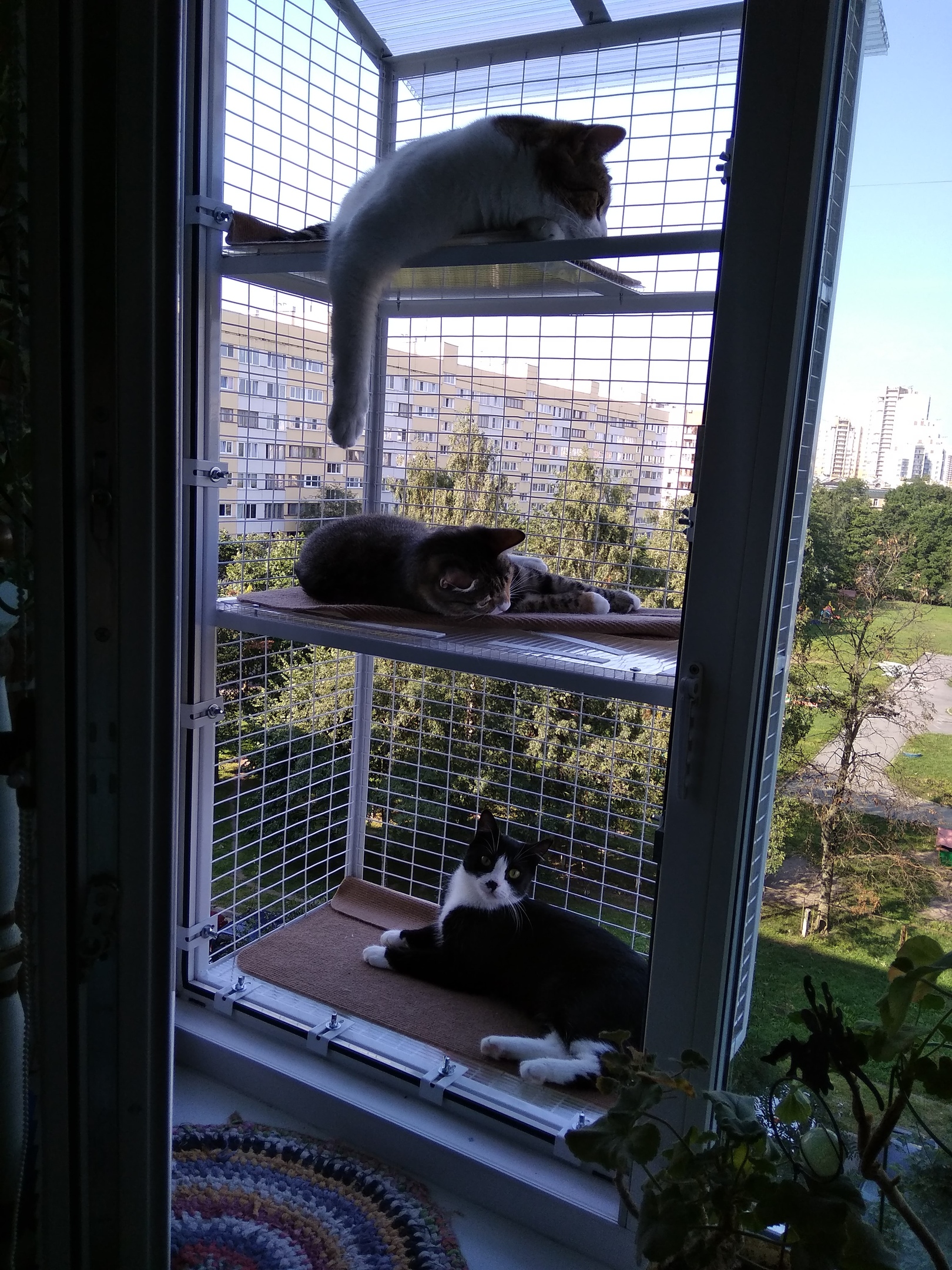 Балкон для кошек купить. Клетка антикошка. Балкончик антикошка. Клетка антикошка для кошек на окно. Вольер антикошка.