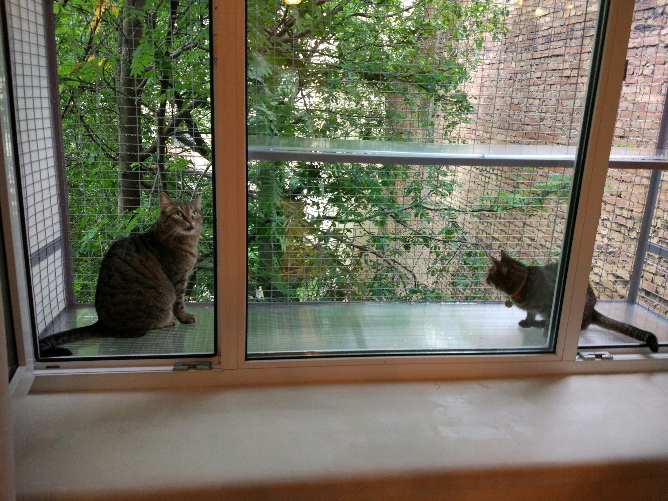 Кошачий балкончик на деревянное окно — Кошка на окошке