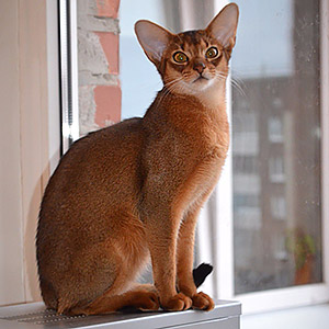 абиссинская кошка абиссинская кошка