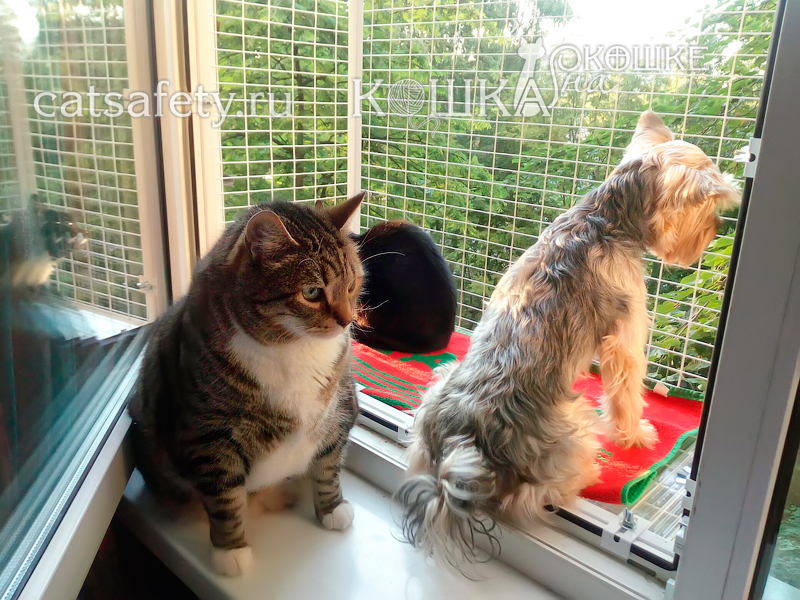 Кошачий-балкончик-съёмный-на-окно