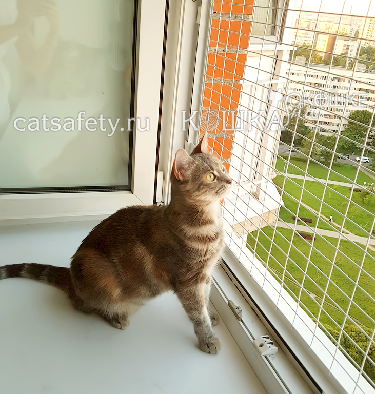 защита-кошки-на-окне-антикошка-сетка-кошкасетка